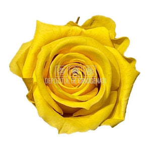 Trandafiri Criogenati Mini Bright Yellow (Ø3,5-4,5cm, set 12 buc) - DepozituldeCriogenati.ro