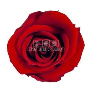 Trandafiri Criogenati MINI BURGUNDY (Ø3,5-4,5cm, set 12 buc) - DepozituldeCriogenati.ro