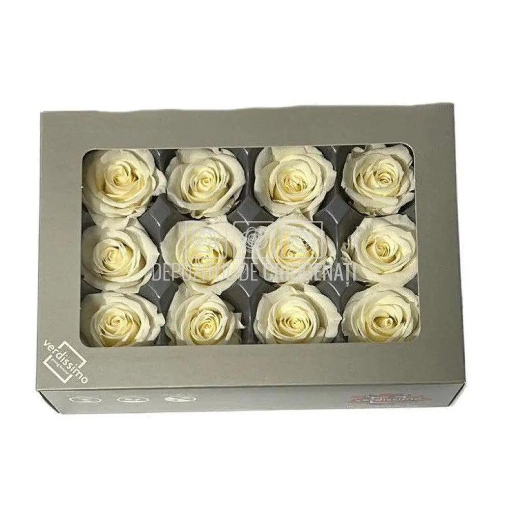 Trandafiri Criogenati Mini Champagne (Ø3,5-4,5cm, set 12 buc) - DepozituldeCriogenati.ro