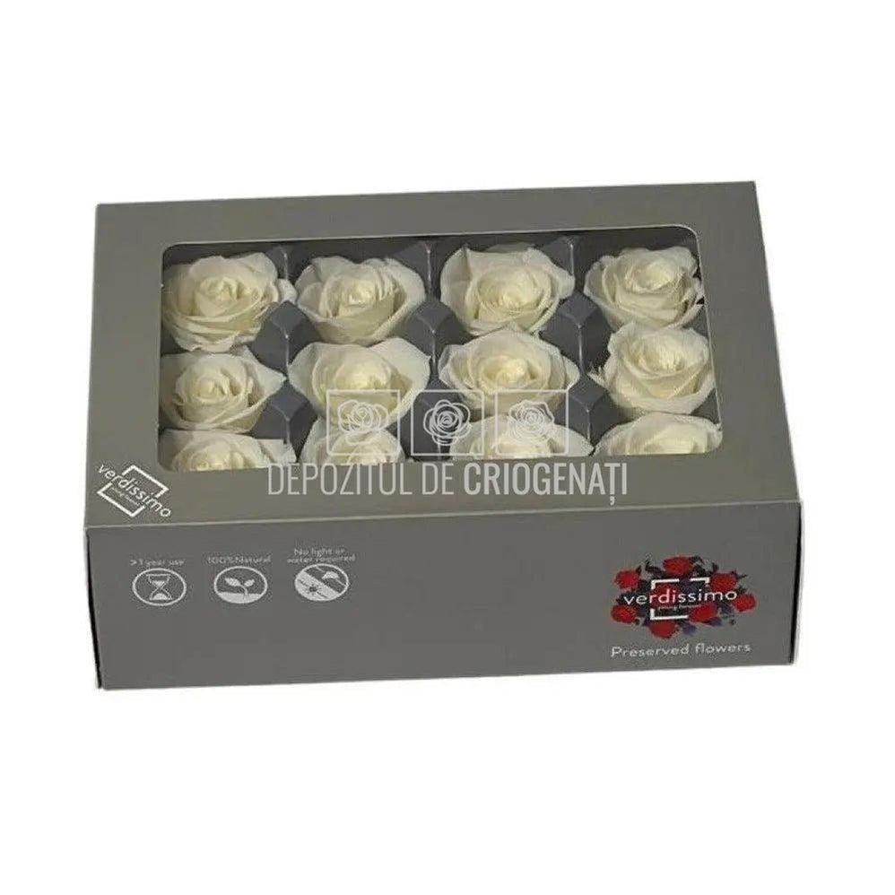 Trandafiri Criogenati Mini Champagne (Ø3,5-4,5cm, set 12 buc) - DepozituldeCriogenati.ro