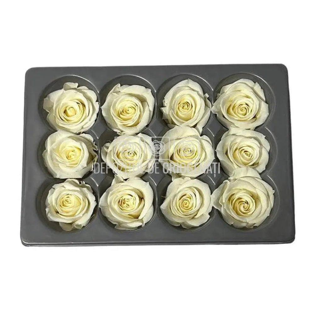 Trandafiri Criogenati Mini Champagne (Ø3,5-4,5cm, set 12 buc) - DepozituldeCriogenati.ro