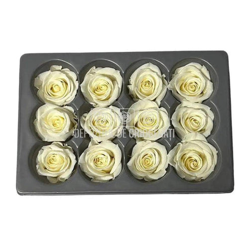 Trandafiri Criogenati Mini Champagne (Ø3,5-4,5cm, set 12 buc) - DepozituldeCriogenati.ro