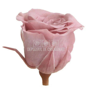 Trandafiri Criogenati MINI CHERRY BLOSSOM (Ø3,5-4,5cm, set 12buc) - DepozituldeCriogenati.ro
