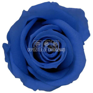 Trandafiri Criogenati MINI DARK BLUE (Ø3,5-4,5cm, 12 buc /cutie) - DepozituldeCriogenati.ro