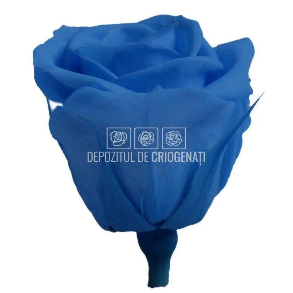 Trandafiri Criogenati MINI DARK BLUE (Ø3,5-4,5cm, 12 buc /cutie) - DepozituldeCriogenati.ro