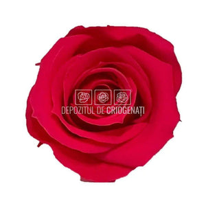 Trandafiri Criogenati MINI DARK PINK (Ø3,5-4,5cm, set 12 buc) - DepozituldeCriogenati.ro