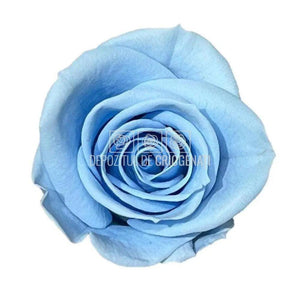 Trandafiri Criogenati MINI LIGHT BLUE (Ø3,5-4,5cm, set 12 buc) - DepozituldeCriogenati.ro