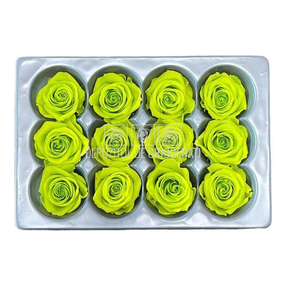 Trandafiri Criogenati MINI LIME GREEN (Ø3,5-4,5cm, set 12 buc) - DepozituldeCriogenati.ro