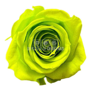 Trandafiri Criogenati MINI LIME GREEN (Ø3,5-4,5cm, set 12 buc) - DepozituldeCriogenati.ro