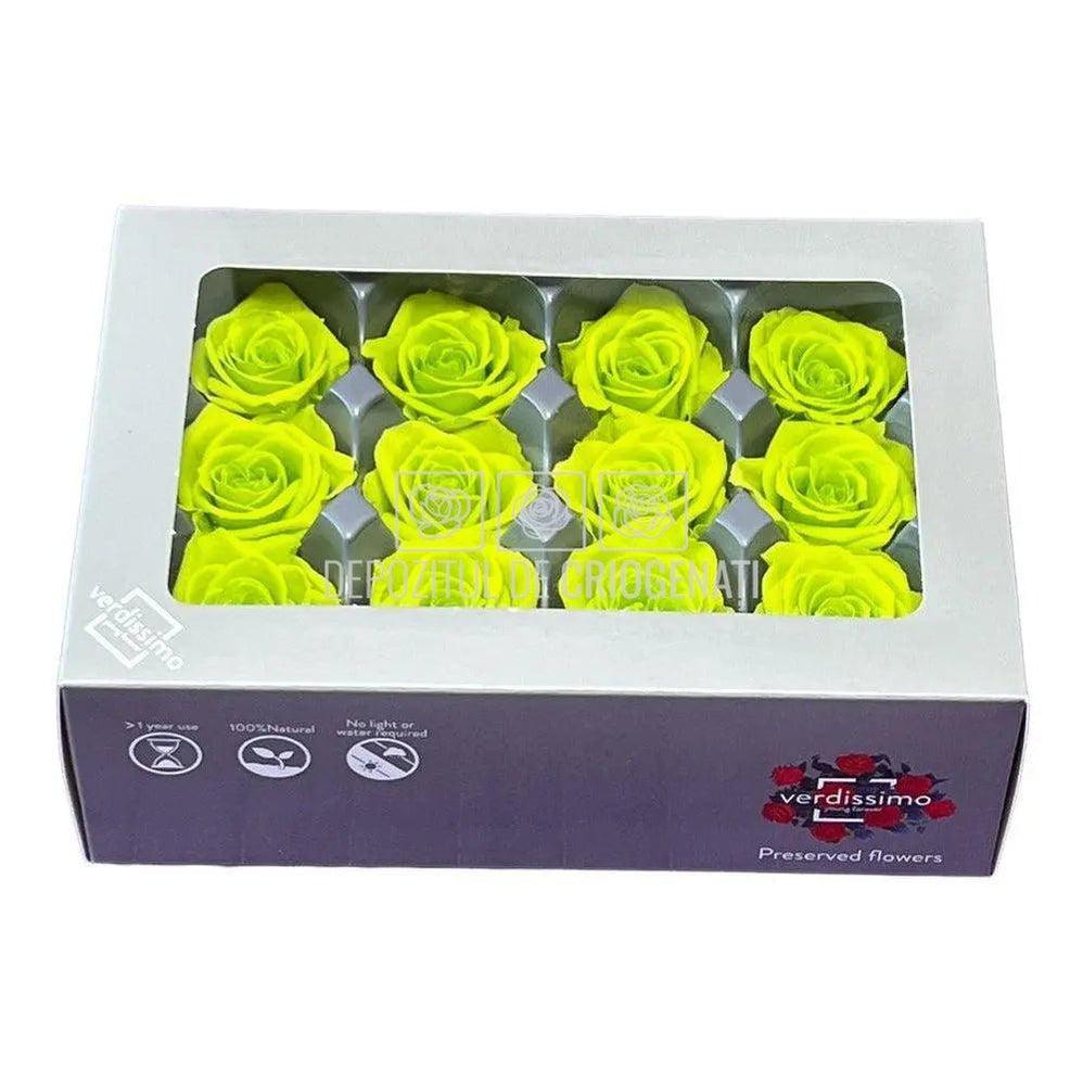 Trandafiri Criogenati MINI LIME GREEN (Ø3,5-4,5cm, set 12 buc) - DepozituldeCriogenati.ro