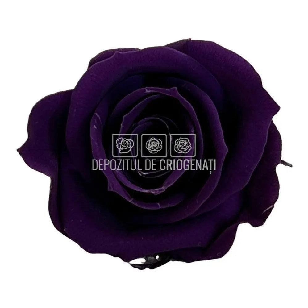 Trandafiri Criogenati MINI PURPLE (Ø3,5-4,5cm, set 12 buc) - DepozituldeCriogenati.ro