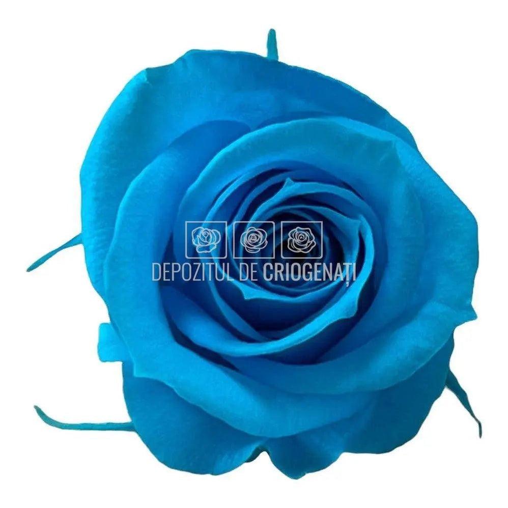 Trandafiri Criogenati MINI TURQUOISE (Ø3,5-4,5cm, set 12 buc) - DepozituldeCriogenati.ro