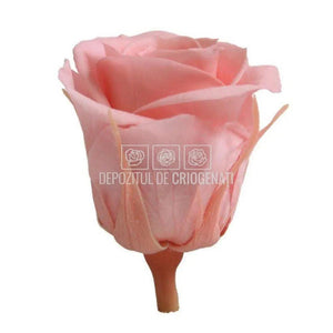 Trandafiri Criogenati MINI VINTAGE PINK (Ø3,5-4,5cm, set 12 buc) - DepozituldeCriogenati.ro