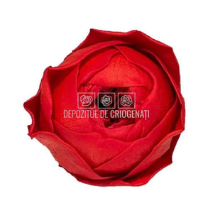 Trandafiri Criogenati NIKI RED-02 (Ø5cm, set 6 buc /cutie) - DepozituldeCriogenati.ro