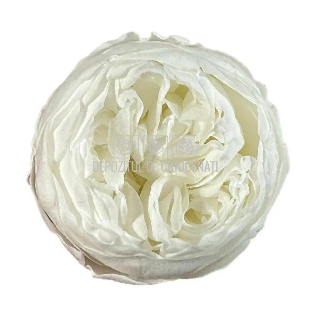 Trandafiri Criogenati NIKI WHI-01 (Ø5cm, set 6 buc /cutie) - DepozituldeCriogenati.ro