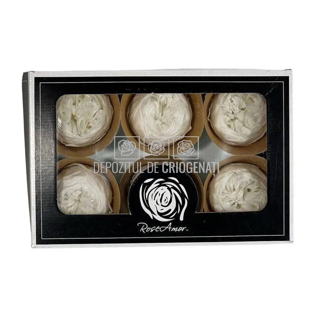 Trandafiri Criogenati NIKI WHI-01 (Ø5cm, set 6 buc /cutie) - DepozituldeCriogenati.ro