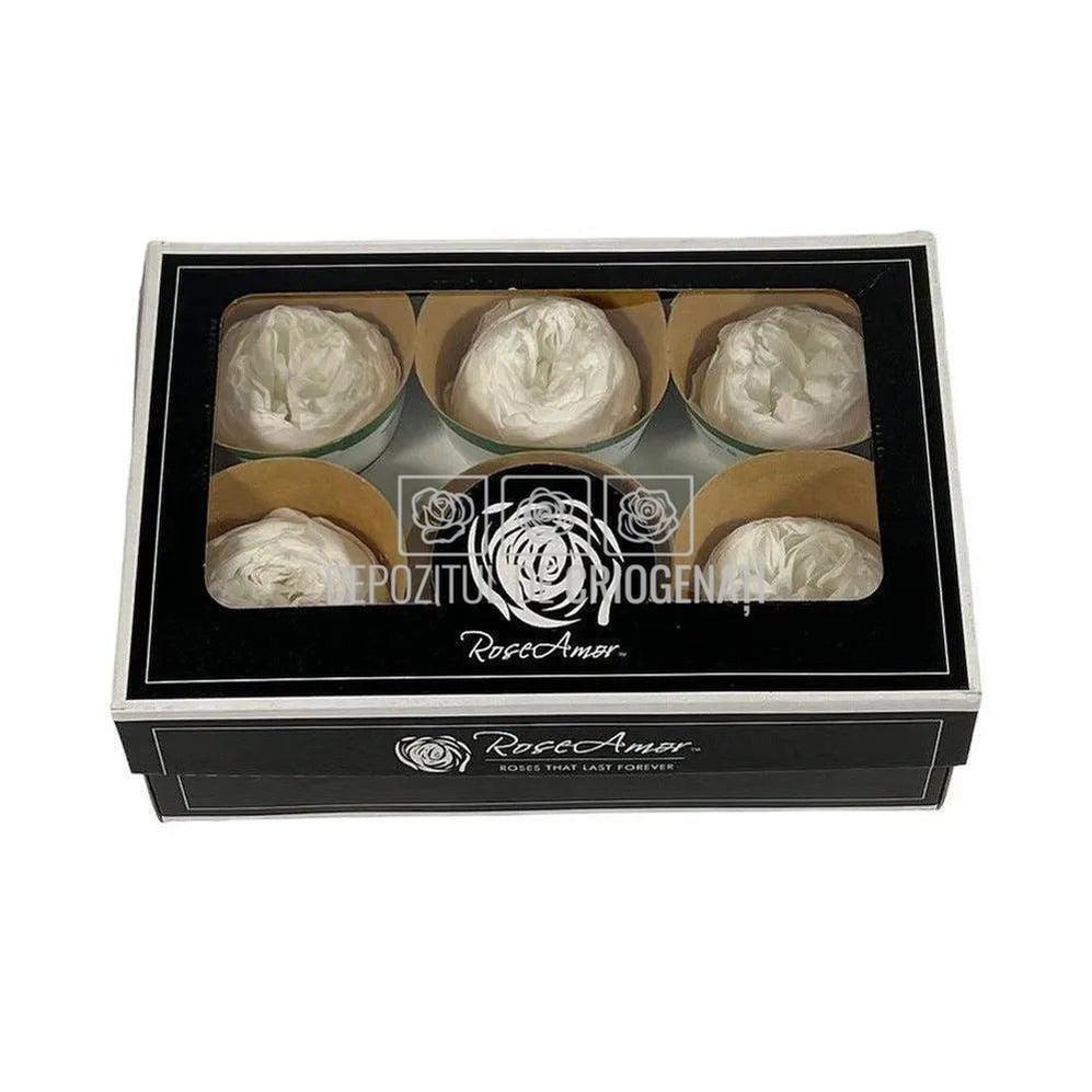 Trandafiri Criogenati NIKI WHI-01 (Ø5cm, set 6 buc /cutie) - DepozituldeCriogenati.ro