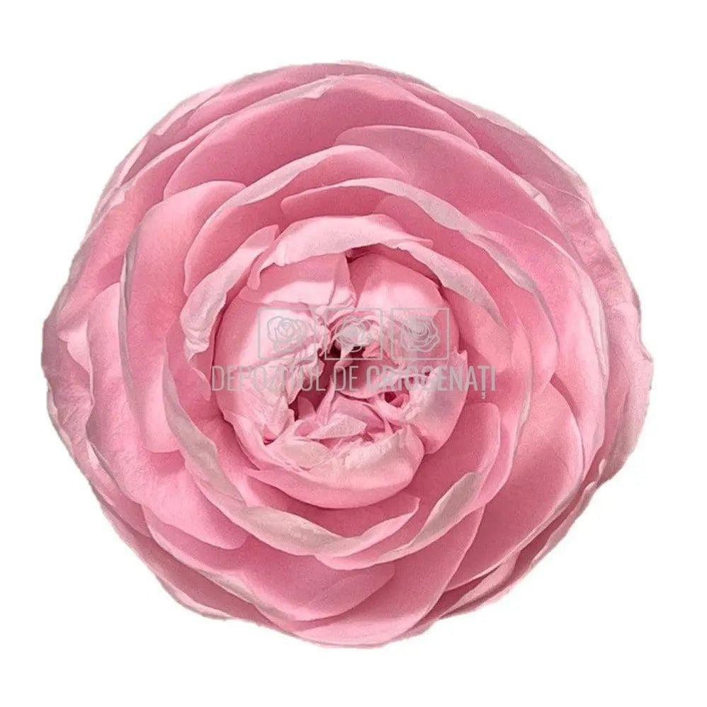 Trandafiri Criogenati NIKI XXL PIN-99 (Ø9cm, set 1 buc /cutie) - DepozituldeCriogenati.ro