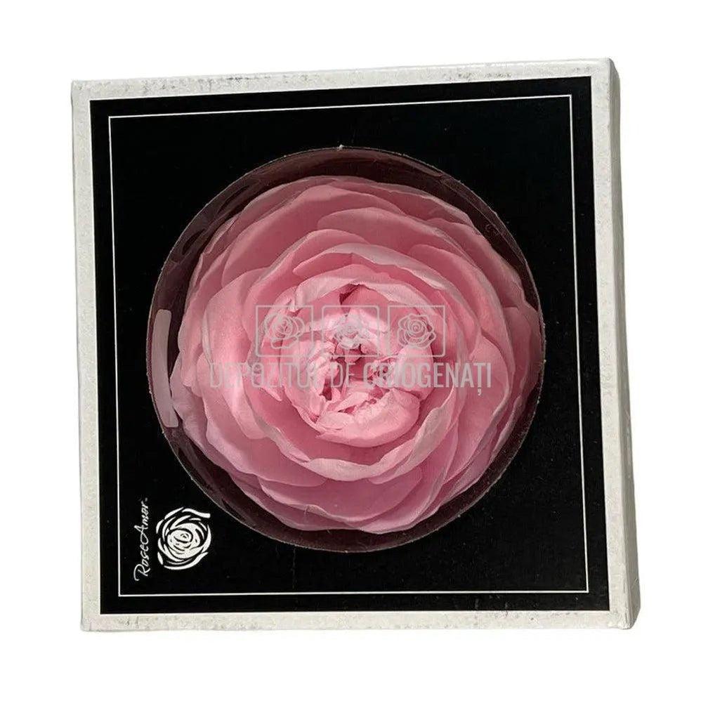 Trandafiri Criogenati NIKI XXL PIN-99 (Ø9cm, set 1 buc /cutie) - DepozituldeCriogenati.ro