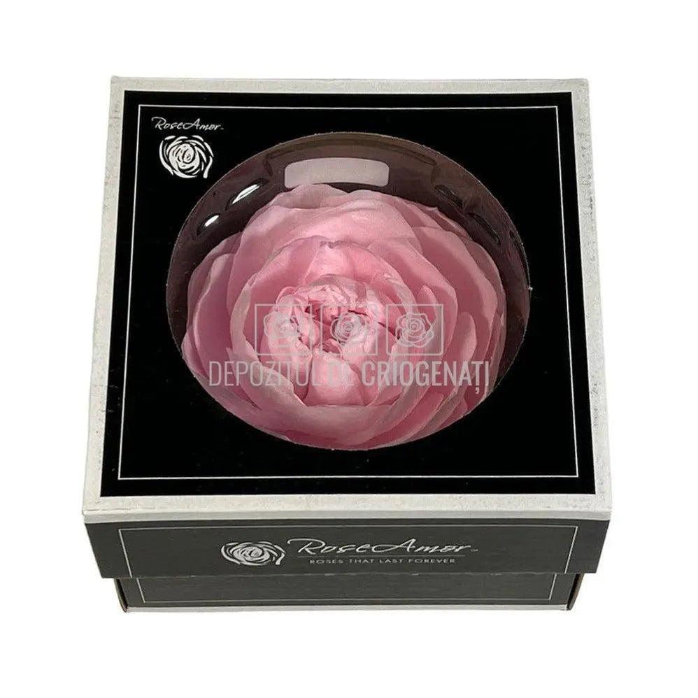 Trandafiri Criogenati NIKI XXL PIN-99 (Ø9cm, set 1 buc /cutie) - DepozituldeCriogenati.ro