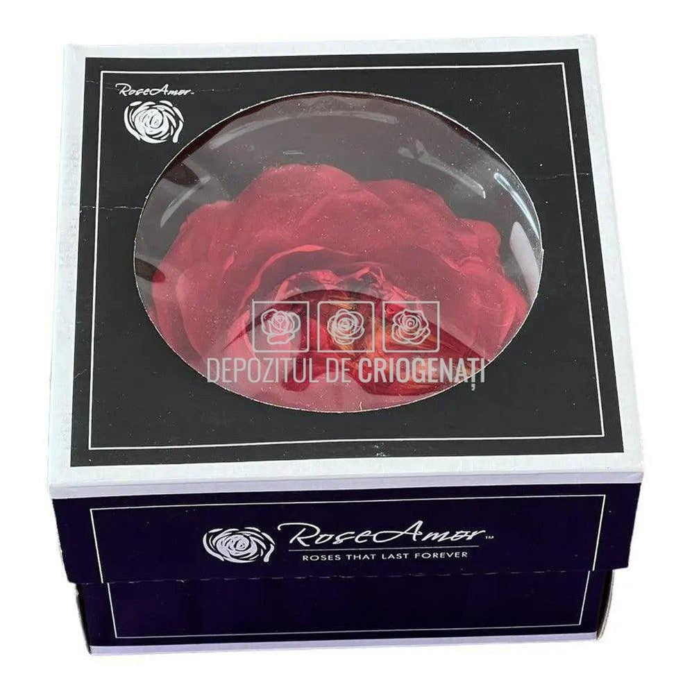 Trandafiri Criogenati NIKI XXL RED-02 (Ø9cm, set 1 buc /cutie) - DepozituldeCriogenati.ro