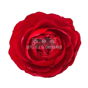 Trandafiri Criogenati NIKI XXL RED-02 (Ø9cm, set 1 buc /cutie) - DepozituldeCriogenati.ro