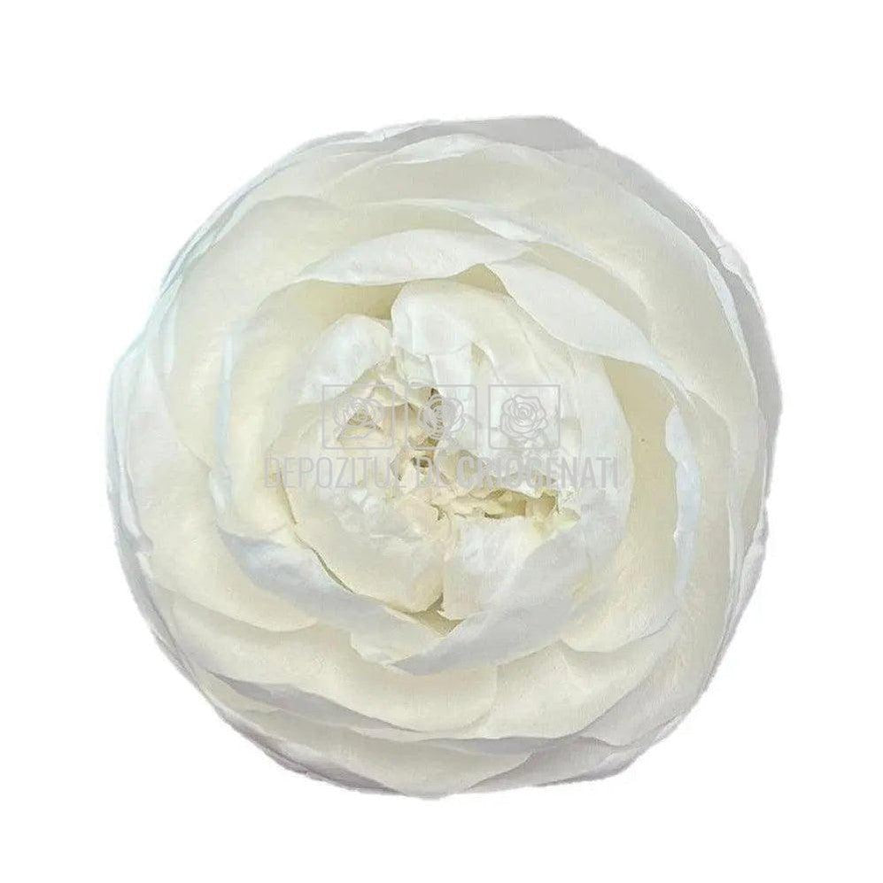 Trandafiri Criogenati NIKI XXL WHI-01 (Ø9cm, set 1 buc /cutie) - DepozituldeCriogenati.ro