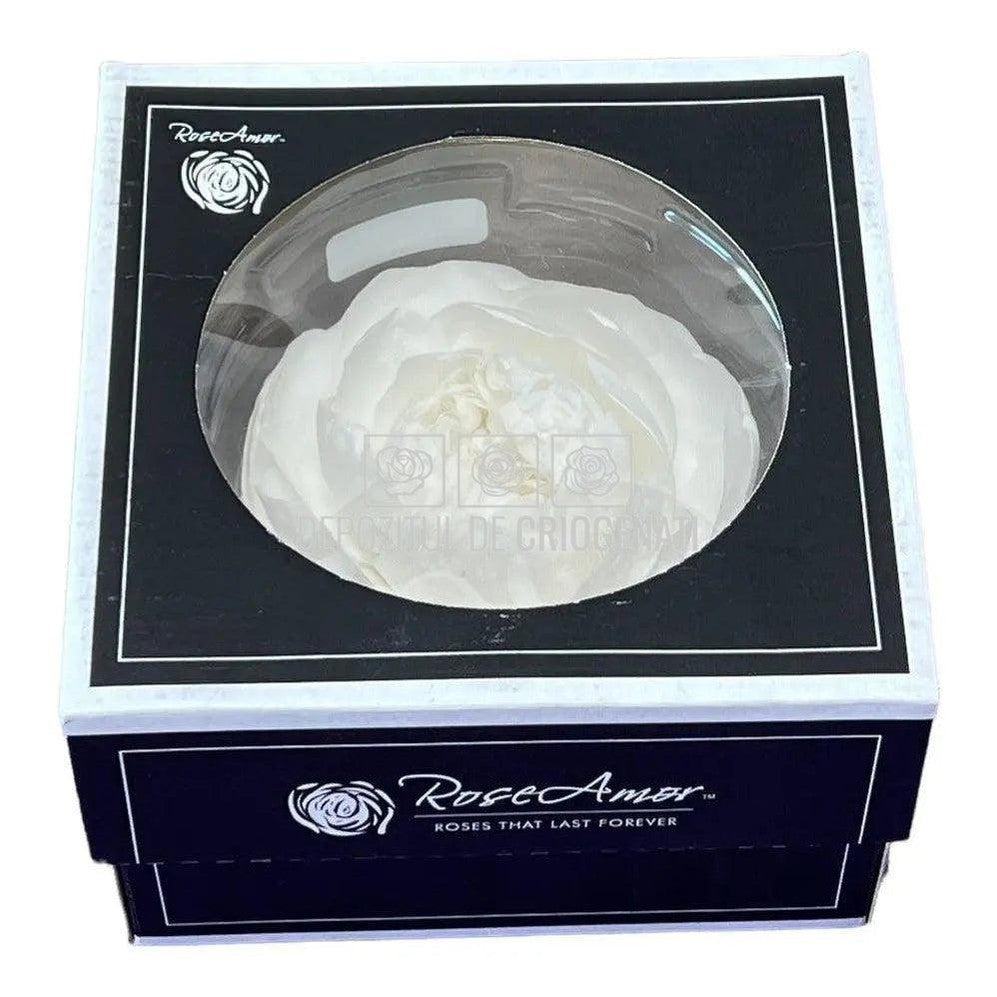 Trandafiri Criogenati NIKI XXL WHI-01 (Ø9cm, set 1 buc /cutie) - DepozituldeCriogenati.ro