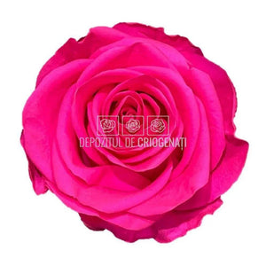 Trandafiri Criogenati PREMIUM BRIGHT PINK (Ø7-8,5cm; set 4 buc) - DepozituldeCriogenati.ro