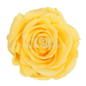 Trandafiri Criogenati PREMIUM BRIGHT YELLOW (Ø7-8,5cm; set 4 buc) - DepozituldeCriogenati.ro