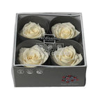 Trandafiri Criogenati PREMIUM CHAMPAGNE (Ø7-8,5cm; set 4 buc) - DepozituldeCriogenati.ro