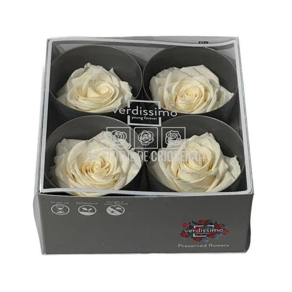 Trandafiri Criogenati PREMIUM CHAMPAGNE (Ø7-8,5cm; set 4 buc) - DepozituldeCriogenati.ro