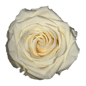 Trandafiri Criogenati PREMIUM CHAMPAGNE (Ø7-8,5cm; set 4 buc) - DepozituldeCriogenati.ro