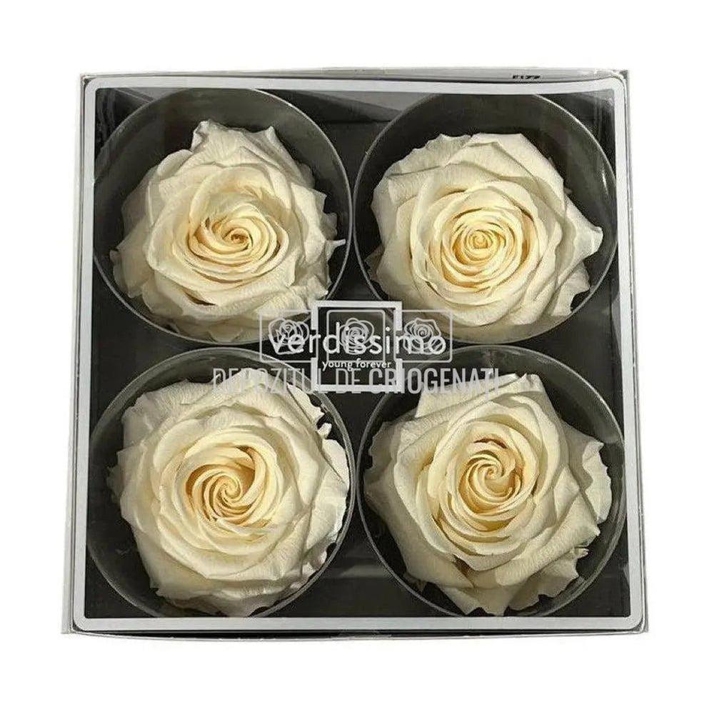 Trandafiri Criogenati PREMIUM CHAMPAGNE (Ø7-8,5cm; set 4 buc) - DepozituldeCriogenati.ro