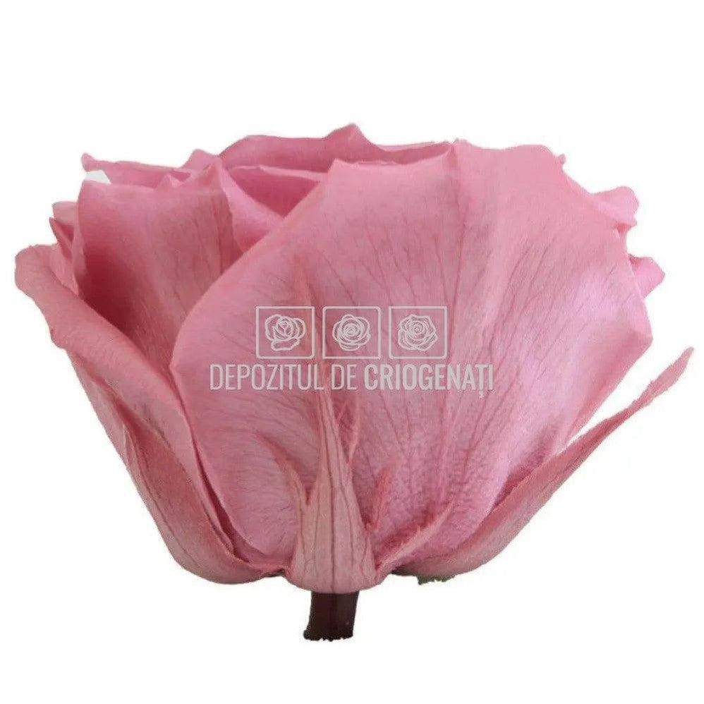 Trandafiri Criogenati PREMIUM CHERRY BLOSSOM (Ø7-8,5cm; set 4buc) - DepozituldeCriogenati.ro