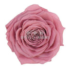 Trandafiri Criogenati PREMIUM CHERRY BLOSSOM (Ø7-8,5cm; set 4buc) - DepozituldeCriogenati.ro