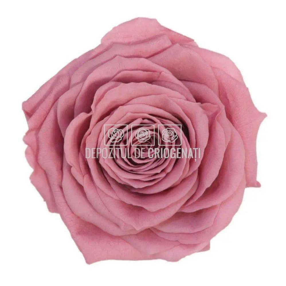 Trandafiri Criogenati PREMIUM CHERRY BLOSSOM (Ø7-8,5cm; set 4buc) - DepozituldeCriogenati.ro