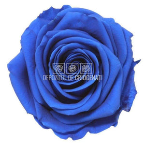 Trandafiri Criogenati PREMIUM DARK BLUE Ø7-8,5cm; set 4 buc/cutie - DepozituldeCriogenati.ro