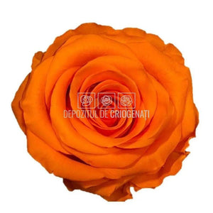 Trandafiri Criogenati PREMIUM ORANGE (Ø7-8,5cm; set 4 buc) - DepozituldeCriogenati.ro