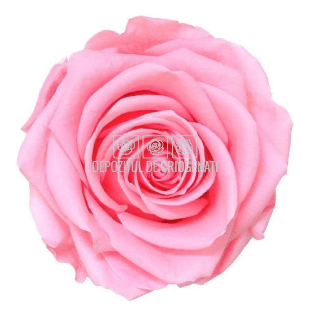Trandafiri Criogenati PREMIUM PASTEL PINK (Ø7-8,5cm; set 4 buc) - DepozituldeCriogenati.ro