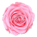 Trandafiri Criogenati PREMIUM PASTEL PINK (Ø7-8,5cm; set 4 buc) - DepozituldeCriogenati.ro