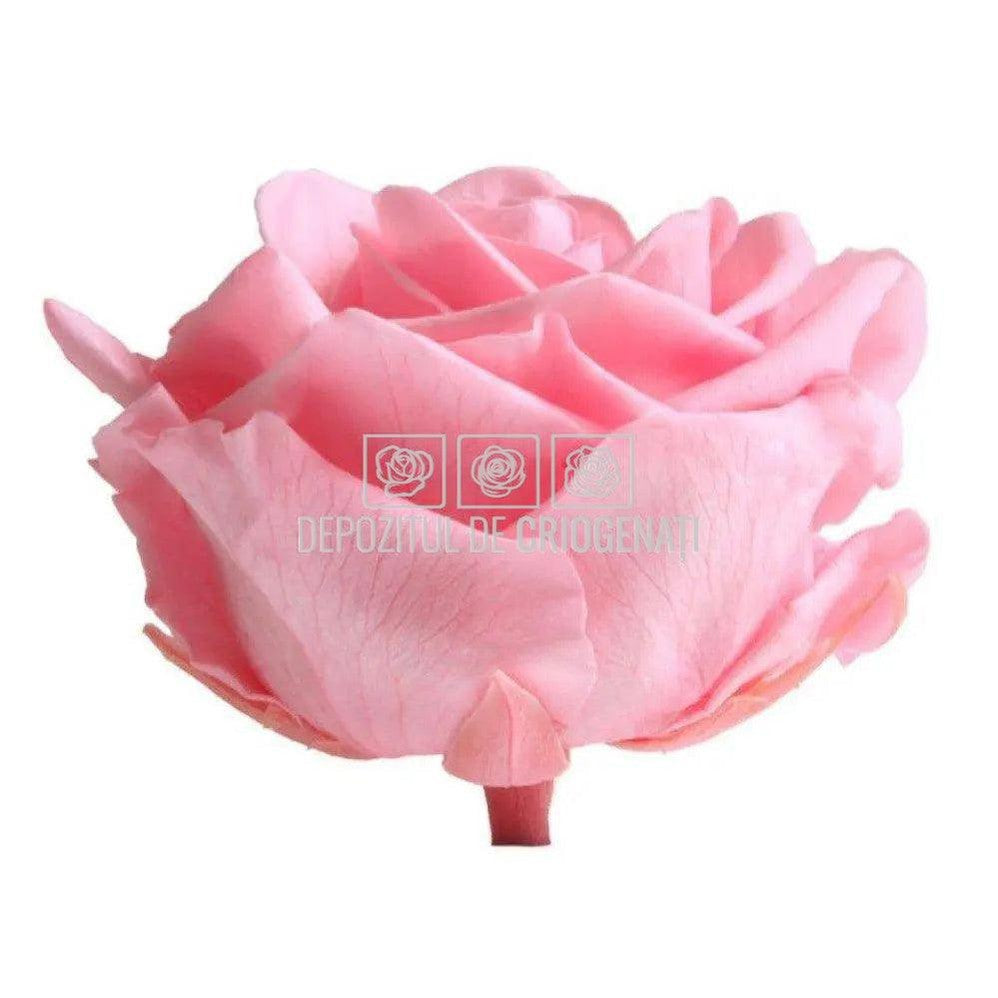 Trandafiri Criogenati PREMIUM PASTEL PINK (Ø7-8,5cm; set 4 buc) - DepozituldeCriogenati.ro