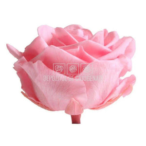 Trandafiri Criogenati PREMIUM PASTEL PINK (Ø7-8,5cm; set 4 buc) - DepozituldeCriogenati.ro