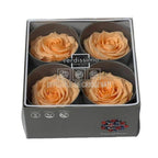 Trandafiri Criogenati PREMIUM PEACH (Ø7-8,5cm; set 4 buc) - DepozituldeCriogenati.ro