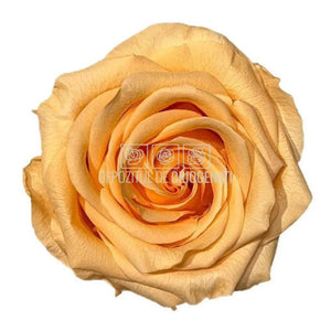 Trandafiri Criogenati PREMIUM PEACH (Ø7-8,5cm; set 4 buc) - DepozituldeCriogenati.ro