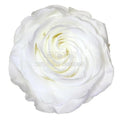 Trandafiri Criogenati PREMIUM WHITE (Ø7-8,5cm; set 4 buc /cutie) - DepozituldeCriogenati.ro