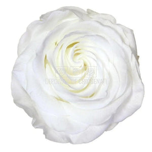 Trandafiri Criogenati PREMIUM WHITE (Ø7-8,5cm; set 4 buc /cutie) - DepozituldeCriogenati.ro