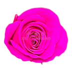 Trandafiri Criogenati PRINCESS BRIGHT PINK (Ø2,5-3cm, set 16 buc /cutie) - DepozituldeCriogenati.ro