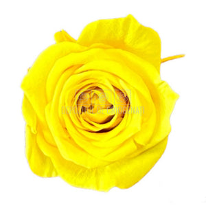 Trandafiri Criogenati PRINCESS BRIGHT YELLOW (Ø2,5-3cm, 16 buc) - DepozituldeCriogenati.ro