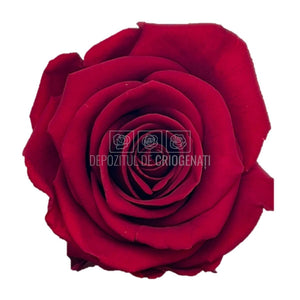 Trandafiri Criogenati PRINCESS BURGUNDY (Ø2,5-3cm, set 16 buc /cutie) - DepozituldeCriogenati.ro